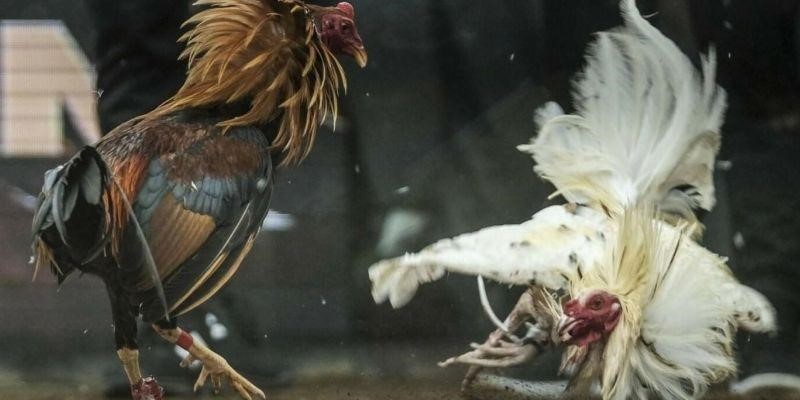 Quy định về luật chơi khi đá gà cựa dao