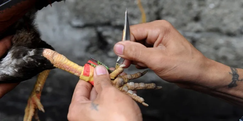Đá gà bằng cựa dao với đa dạng chủng loại Đá gà bằng cựa dao với đa dạng chủng loại